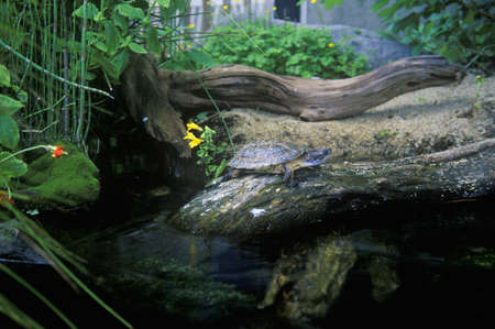 Turtle, Monterey Aquarium, Monterey, CAのeditorial素材