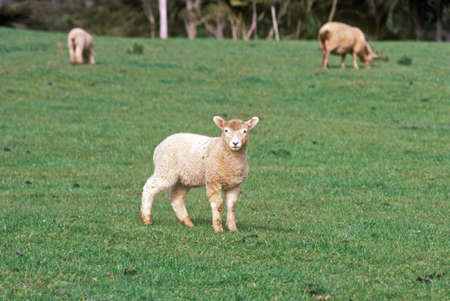 Lamb in field, New Zealandのeditorial素材