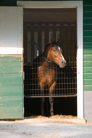 Horse in stable with door open, near Montpelier, James Madison's home in Orange, Virginiaのeditorial素材