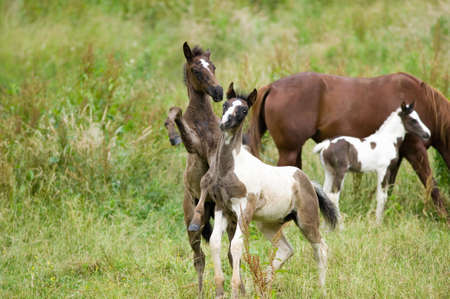 Two colts frolicking on Blue Ridge Parkway, Virginiaのeditorial素材