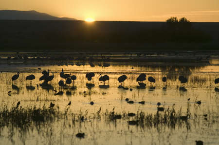Sandhill cranes walk on lake at sunrise at the Bosque del Apache National Wildlife Refuge, near San Antonio and Socorro, New Mexico のeditorial素材