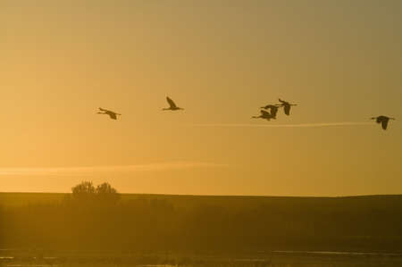 Sandhill cranes fly over the Bosque del Apache National Wildlife Refuge at sunrise, near San Antonio and Socorro, New Mexico のeditorial素材