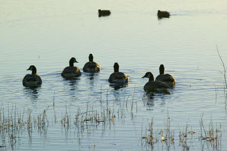 Ducks swim at sunrise at the Bosque del Apache National Wildlife Refuge, near San Antonio and Socorro, New Mexico のeditorial素材