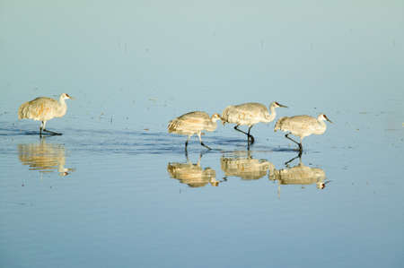 Sandhill cranes walk on lake at sunrise at the Bosque del Apache National Wildlife Refuge, near San Antonio and Socorro, New Mexico のeditorial素材