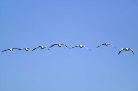 Snow geese fly in formation over the Bosque del Apache National Wildlife Refuge, near San Antonio and Socorro, New Mexico のeditorial素材