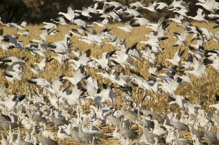 Snow geese take off from cornfield over the Bosque del Apache National Wildlife Refuge at sunrise, near San Antonio and Socorro, New Mexico のeditorial素材