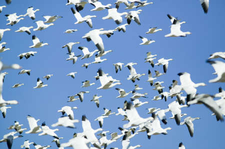 Thousands of snow geese fly against blue sky over the Bosque del Apache National Wildlife Refuge, near San Antonio and Socorro, New Mexico のeditorial素材