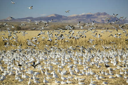 Snow geese take off from cornfield over the Bosque del Apache National Wildlife Refuge at sunrise, near San Antonio and Socorro, New Mexico のeditorial素材