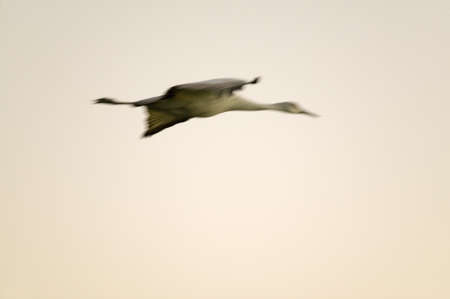 Sandhill crane flies over the Bosque del Apache National Wildlife Refuge at sunrise, near San Antonio and Socorro, New Mexico のeditorial素材