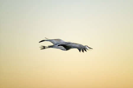 Sandhill crane flies over the Bosque del Apache National Wildlife Refuge at sunrise, near San Antonio and Socorro, New Mexico のeditorial素材