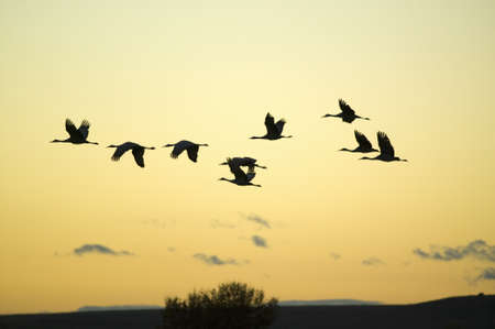 Sandhill cranes fly over the Bosque del Apache National Wildlife Refuge at sunrise, near San Antonio and Socorro, New Mexico のeditorial素材