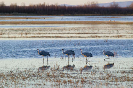 Sandhill cranes walk on lake at sunrise at the Bosque del Apache National Wildlife Refuge, near San Antonio and Socorro, New Mexico のeditorial素材