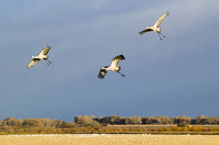 Three Sandhill cranes fly over the Bosque del Apache National Wildlife Refuge at sunrise, near San Antonio and Socorro, New Mexico のeditorial素材