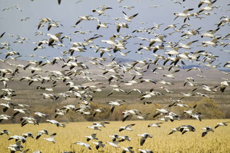 Thousands of snow geese fly over cornfield at the Bosque del Apache National Wildlife Refuge, near San Antonio and Socorro, New Mexico のeditorial素材
