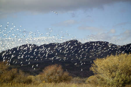 Thousands of snow geese fly over the Bosque del Apache National Wildlife Refuge, near San Antonio and Socorro, New Mexico のeditorial素材
