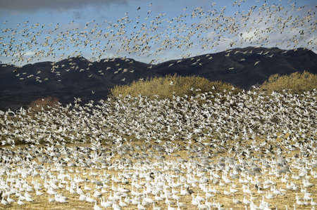 Thousands of snow geese fly over cornfield at the Bosque del Apache National Wildlife Refuge, near San Antonio and Socorro, New Mexico のeditorial素材