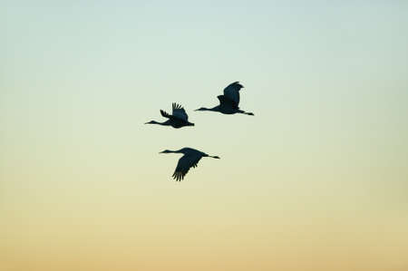 Sandhill cranes fly over the Bosque del Apache National Wildlife Refuge at sunrise, near San Antonio and Socorro, New Mexico のeditorial素材