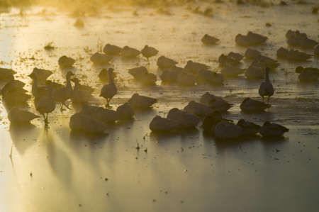 Thousands of snow geese and Sandhill cranes sit on lake at sunrise after early winter freeze at the Bosque del Apache National Wildlife Refuge, near San Antonio and Socorro, New Mexico のeditorial素材