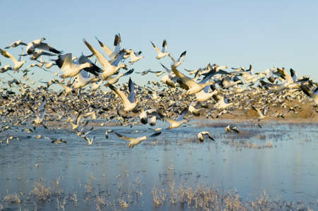 Thousands of snow geese take off at sunrise at the Bosque del Apache National Wildlife Refuge, near San Antonio and Socorro, New Mexico のeditorial素材