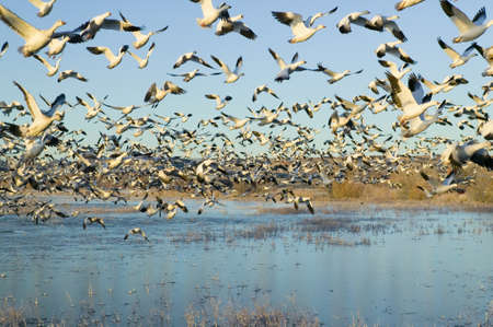 Thousands of snow geese take off at sunrise at the Bosque del Apache National Wildlife Refuge, near San Antonio and Socorro, New Mexico のeditorial素材