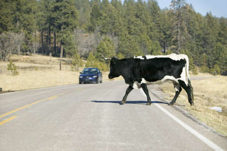 Car stops for large bull crossing highway in open-range of Mescalero Apache Indian Reservation, New Mexicoのeditorial素材