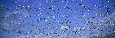 A panoramic of thousands of migrating snow geese and Sandhill cranes taking flight over the Bosque del Apache National Wildlife Refuge, near San Antonio and Socorro, New Mexico のeditorial素材