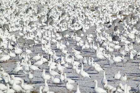 Snow geese and Sandhill cranes on frozen field at the Bosque del Apache National Wildlife Refuge, near San Antonio and Socorro, New Mexico のeditorial素材