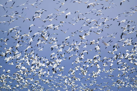 Thousands of snow geese fly against blue sky over the Bosque del Apache National Wildlife Refuge, near San Antonio and Socorro, New Mexico のeditorial素材