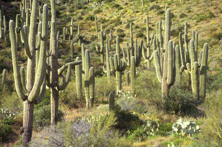 Saguaro cacti in Saguaro National Monument, Tucson, AZのeditorial素材