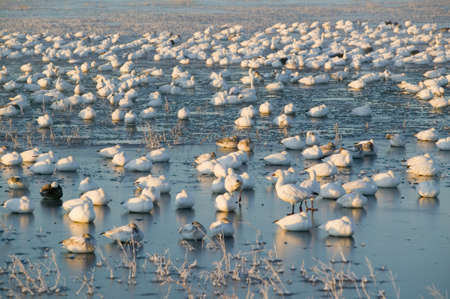 Thousands of snow geese and Sandhill cranes sit on lake at sunrise after early winter freeze at the Bosque del Apache National Wildlife Refuge, near San Antonio and Socorro, New Mexico のeditorial素材