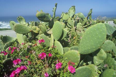 Cactus in Bloom, CA, Pacific Coast Highwayのeditorial素材
