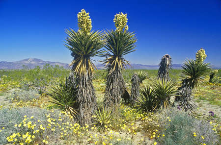 Joshua Tree Desert in bloom, Springtime, CAのeditorial素材