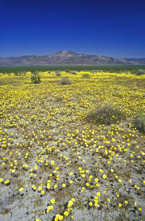 Joshua Tree Desert in bloom, Springtime, CAのeditorial素材