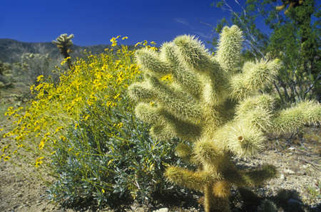 Joshua Tree Desert in bloom, Springtime, CAのeditorial素材