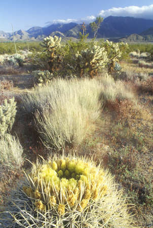 Desert Barrel Cactus, Anza Borrego Desert, CAのeditorial素材