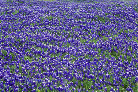 Field of bluebonnets in bloom Spring Willow City Loop Rd. TXのeditorial素材