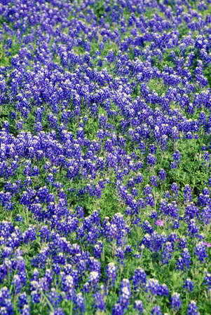 Field of bluebonnets in bloom Spring Willow City Loop Rd. TXのeditorial素材