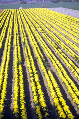 Flower farm, Lompoc, CAのeditorial素材