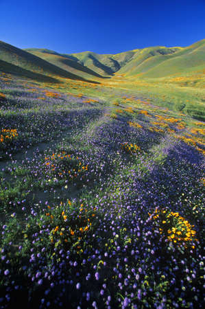 Field of California poppies in bloom with wildflowers, Lancaster, Antelope Valley, CAのeditorial素材