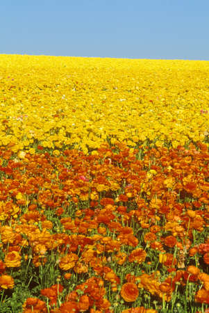 Carlsbad Ranch, Ranunculus, San Diego, CAのeditorial素材