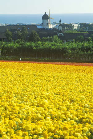 Carlsbad Ranch, Ranunculus, San Diego, CAのeditorial素材