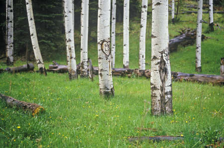 Black Cottonwood, Santa Fe National Forest, NMのeditorial素材