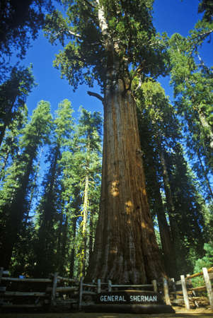 Redwood tree in forest, CAのeditorial素材