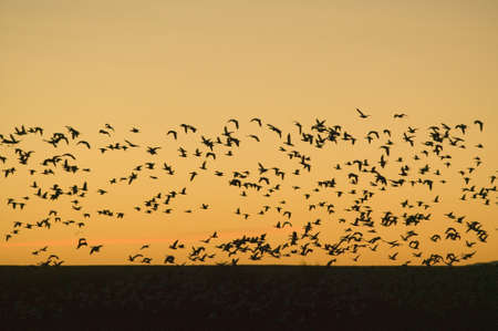Hundreds of snow geese fly over the Bosque del Apache National Wildlife Refuge at sunrise, near San Antonio and Socorro, New Mexico のeditorial素材