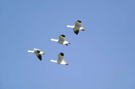 Snow geese fly in formation over the Bosque del Apache National Wildlife Refuge, near San Antonio and Socorro, New Mexico のeditorial素材