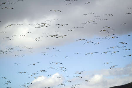 Thousands of snow geese fly over the Bosque del Apache National Wildlife Refuge, near San Antonio and Socorro, New Mexico のeditorial素材