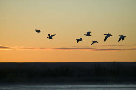 Sandhill cranes fly over the Bosque del Apache National Wildlife Refuge at sunrise, near San Antonio and Socorro, New Mexico のeditorial素材