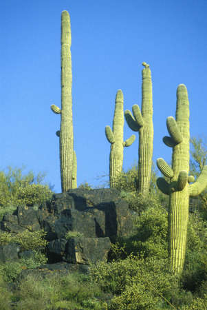 Saguaro cactus in Roosevelt Lake, AZのeditorial素材