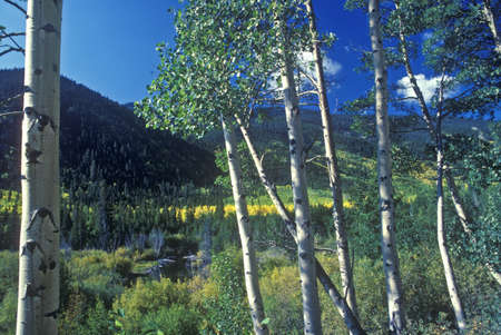 Aspens, San Juan National Forest, COのeditorial素材