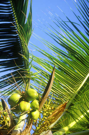 Detail of palm trees, Key West, FLのeditorial素材